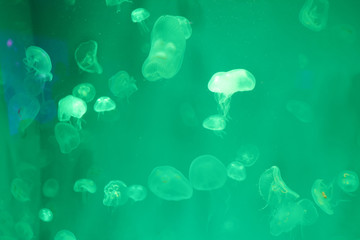 Fototapeta na wymiar Many jellyfish and many colors. in Thailand