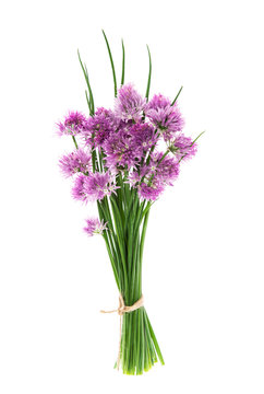 Bundle chives flowers isolated white background