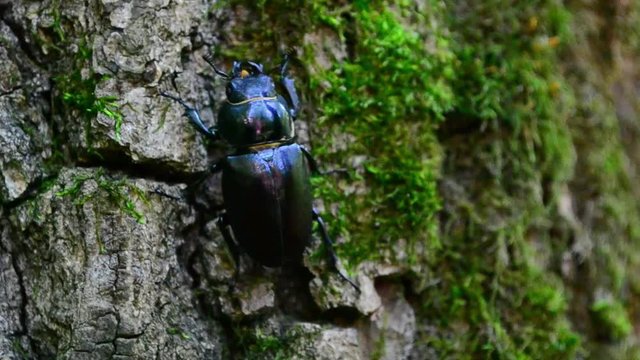 Lucanus cervus, beetle, female