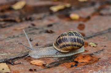 Close up snail on wet wood after rain.
