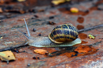 Close up snail on wet wood after rain.