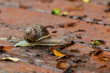 Close up snail on wet wood after rain.