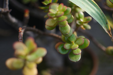 succulent green leaves