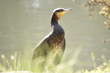 水辺の鳥