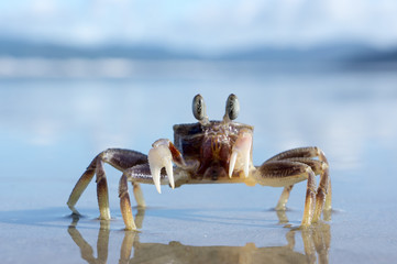 Stalk eyed ghost crab fighting
