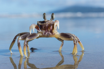 Stalk eyed ghost crab fighting