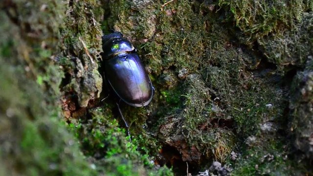 Lucanus cervus, beetle, female
