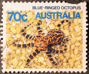Blue-ringed octopus on australian postage stamp