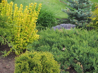 Composition of coniferous and deciduous plants. The design of the garden.