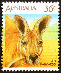 Close-up of Red Kangaroo on australian stamp