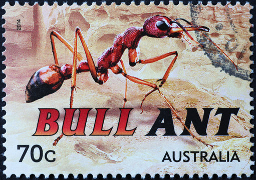 Bull ant on australian postage stamp