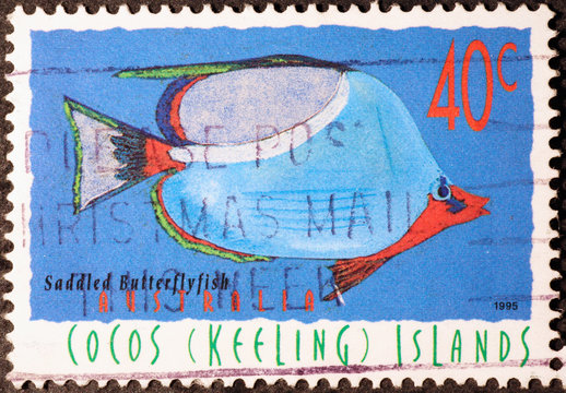 Colorful tropical fish on australian postage stamp