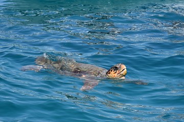 Swimming turtle 