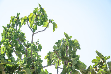 Fototapeta na wymiar Figs on the tree