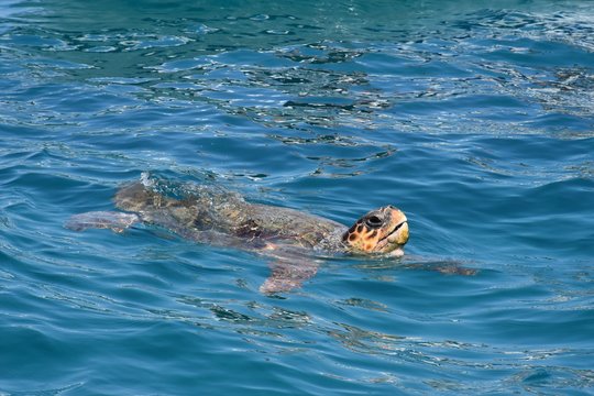 Swimming turtle 