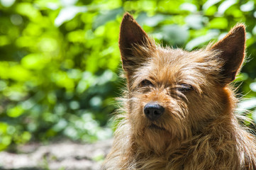 смешной рыжий пес