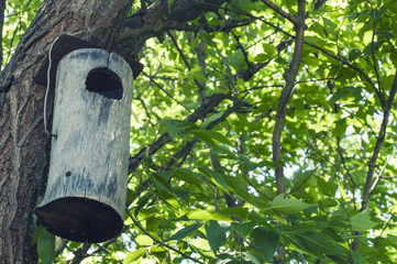 скворешник из пня на дереве