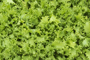 Close up of fresh organic lettuce leaves