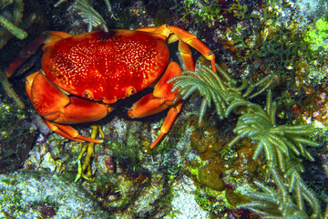 Batwing Coral Crab