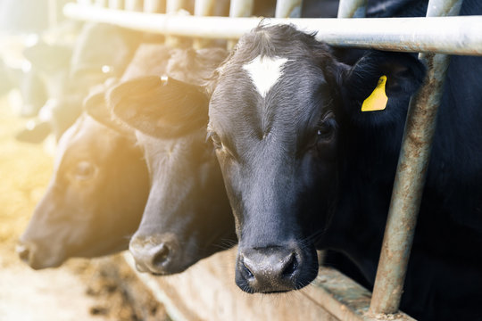 Black And White Dairy Cows In A Barn