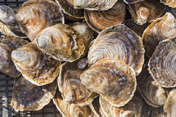 Close up of a pile of freshly cultivated oysters