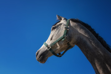 Portrait einer weißen Araberstute mit schwarzer Mähne vor blauem Himmel