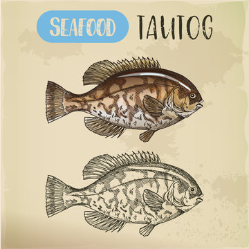 Sketch of USS tautog, blackfish. Seafood signboard