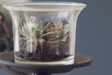 diy plant chandelier 