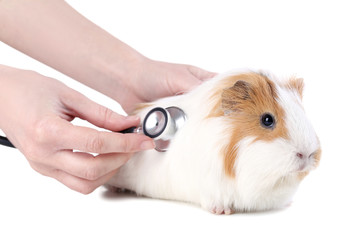 Female hands holding stethoscope near guinea pig on white background