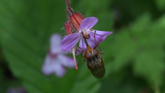 Syrphe sur fleur violette.