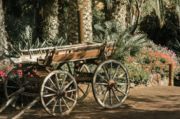 Fototapeta na wymiar palmas and wood carriage with huge wheels