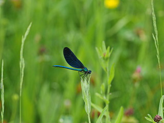 Blaue Libelle auf grüner Wiese - Blue dragonfly on green meadow