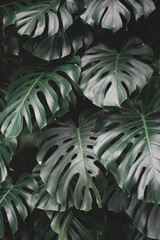 monstera deliciosa © Julia
