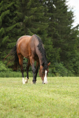 Nice brown horse looking at you