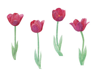 Four red tulips, watercolor illustration 