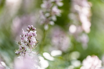 Gas plant (Dictamnus albus)