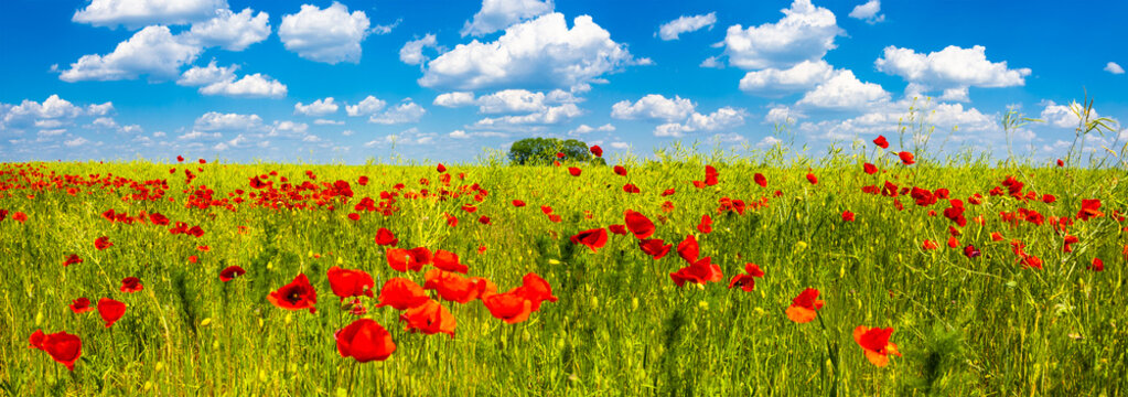 Summer sunset at red field of poppies, gorgeous nature