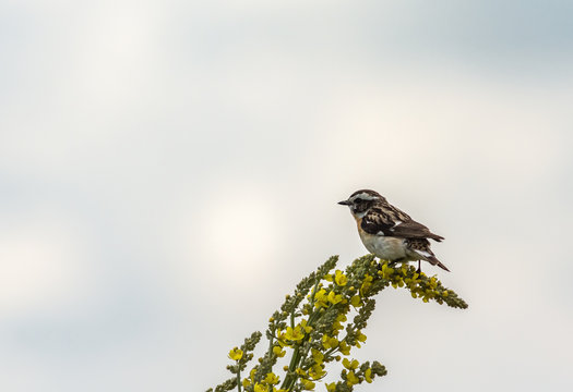 Bird of Goldfinch sits on a yellow flower