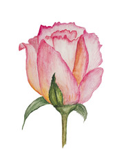 Gently pink, stylized, watercolor rose. Flower for wedding invitations.