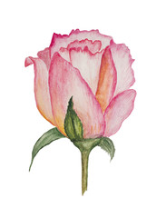 Fototapeta premium Gently pink, stylized, watercolor rose. Flower for wedding invitations.