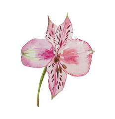 Watercolor fragment of the phalaenopsis orchid. A flower of an orchid close-up with stamens on a peduncle. The petals are pink with red spots.