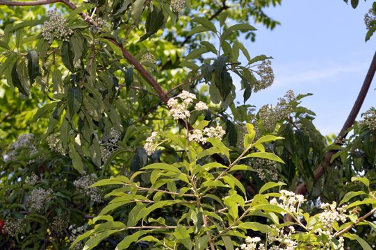 many small white flowers of the Photinia davidiana (Rosaceae), origin is west china