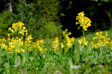 ż&oacute;łty kwiat - pierwiosnek lekarski, Primula veris 