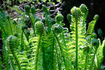 Jasnozielone liście Matteuccia struthiopteris - popularnie nazywana ostrich fern, fiddlehead fern albo shuttlecock fern. W Japoni znana jako kogomi albo kusasotetsu i jedzona codziennie jako warzywo. © Iwona