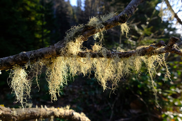 Gruzja - porost brodaczka zwyczajna (Usnea filipendula) © Iwona