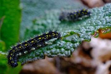 Dwie małe gąsienice na zielonym liściu © Iwona