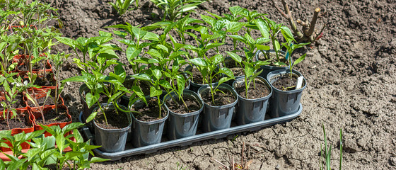 Young green seedlings plants growing in compost trays on a country site, border design panoramic banner