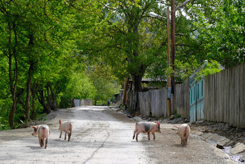 Gruzja - prosiaczki spacerujące na wiejskiej drodze