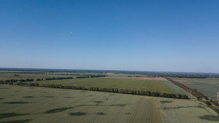 Fototapeta na wymiar Young Wheat seedlings growing in a field Aerial view.