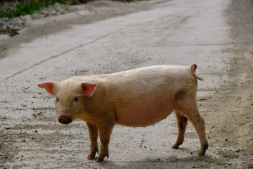 Gruzja - prosiaczek na niejskiej drodze © Iwona